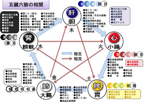 五行 体の部位|生命活動の5本柱「五臓」